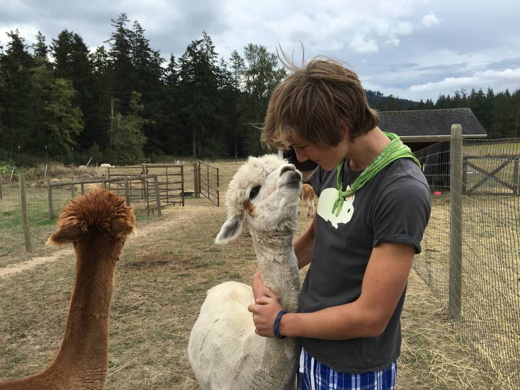 Orcas Moon Alpacas, Orcas Farm Tour by Barbara Marrett.
