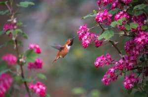 Hummingbird