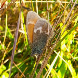 Russel Barsh photo. 
An Ochre Ringlet.