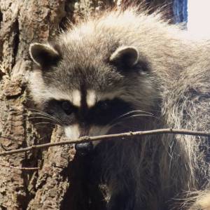 Juvenile raccoon.