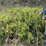 Spurge laurel. Contributed photo.