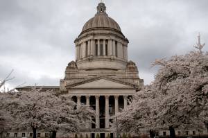 Cherry blossom trees in full bloom behind the Legislature Building on March 31.