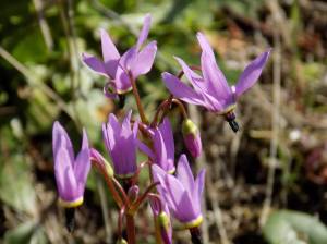 Russel Barsh photo.
Shooting Star flowers.
