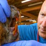 Joe Gaydos with a beaver.