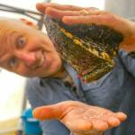 Joe Gaydos in Racing to Restore Endangered Abalone.