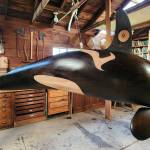 Doug Boyden photo.
The orca whale suspended in Walters studio.
