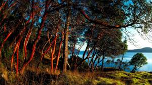 Peter Fishers photo Grove at Sunset.