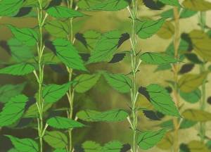 Artwork by Sophie Citro.