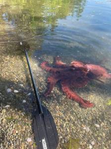 Contributed photo.
A Giant Pacific Octopus swims near an oar.