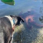 Contributed photo.
A Giant Pacific Octopus and a dog converse.