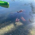 Contributed photo.
A Giant Pacific Octopus swims in the Eastsound waterfront.