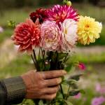 Contributed photo.
Tekla Farms flowers.