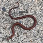 Darrell Kirk photo.
Sharp-tailed snake.