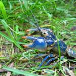 Jason Pratt photo.
Blue crayfish.