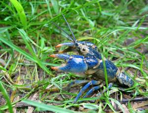 Jason Pratt photo.
Blue crayfish.