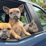 Contributed photo.
Three doggos look out of their car window.