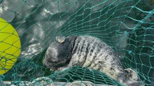 Allie Hudec photo.
This newborn harbor seal pup was disentangled from netting on July 4.