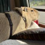 Contributed photo
Antonio the Capybara