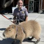 Contributed photo
Antonio the Capybara with park ranger friends.