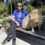 Contributed photo
Antonio the Capybara with Lynnette Cabrera.