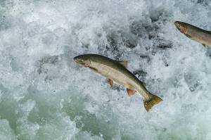 John McMillan photo.
Olympic Peninsula steelhead.