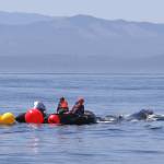 Contributed by The Whale Museum and Cascadia Research Collective.
Responders work to free the humpback whale.