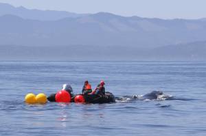 Contributed by The Whale Museum and Cascadia Research Collective.
Responders work to free the humpback whale.