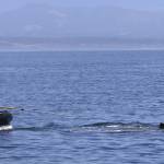 Contributed by The Whale Museum and Cascadia Research Collective.
The whale is finally free.