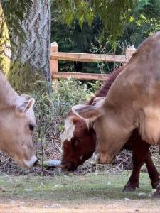 Heather Spaulding Staff photo
Mable and Daphne.