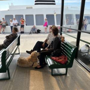 Contributed photo.
A pet dog looks up patiently at its owners.