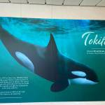 Cheryl Payne photo.
Tokitae mural by artist Kaarina Makowski, on the Washington State Ferry Tokitae.