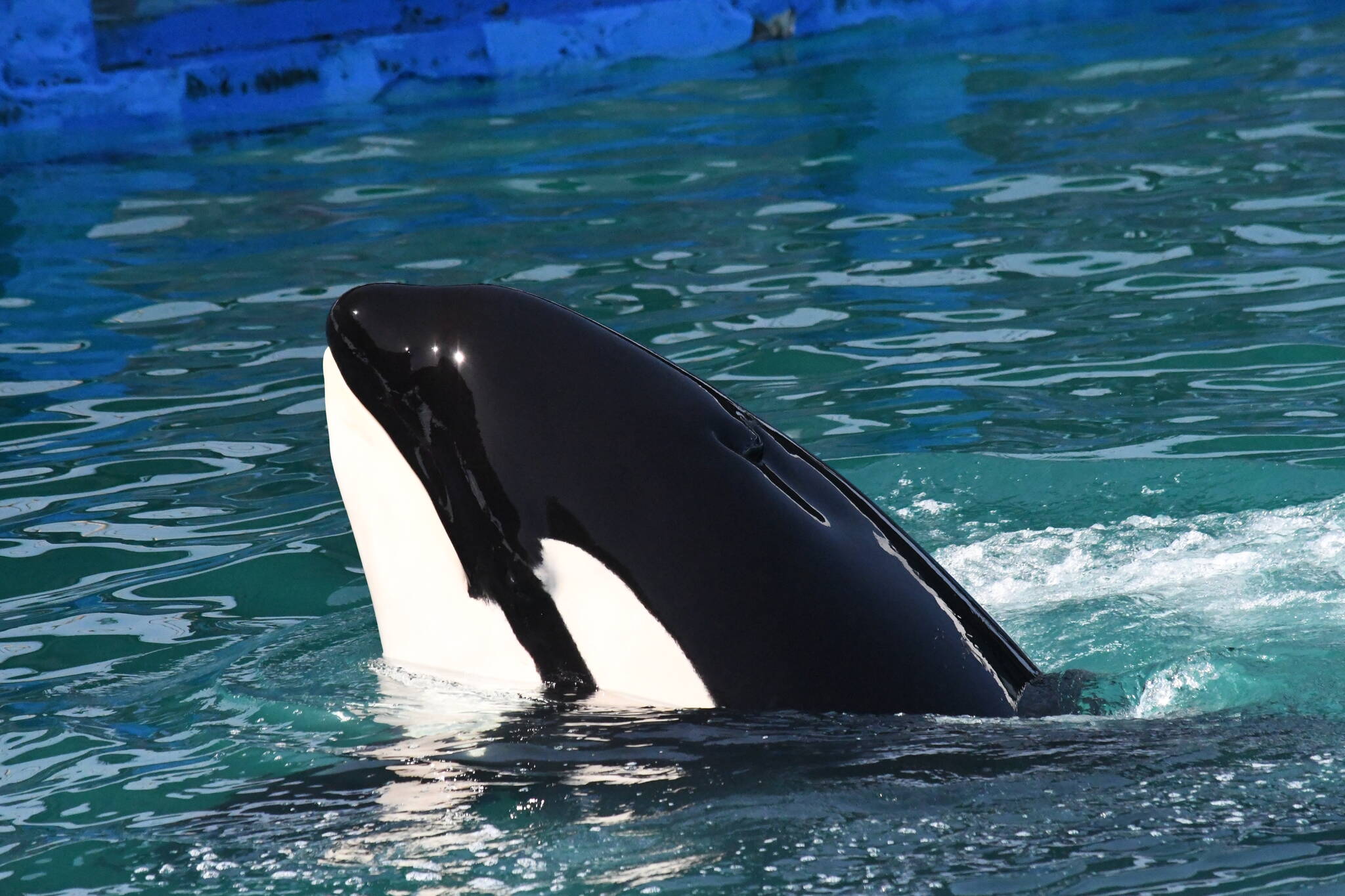Kaarina Makowski photo.
Tokitae in captivity at the Miami Seaquarium before her death in 2023.