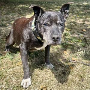 Hoku will stay at the shelter, where she is surrounded by love.