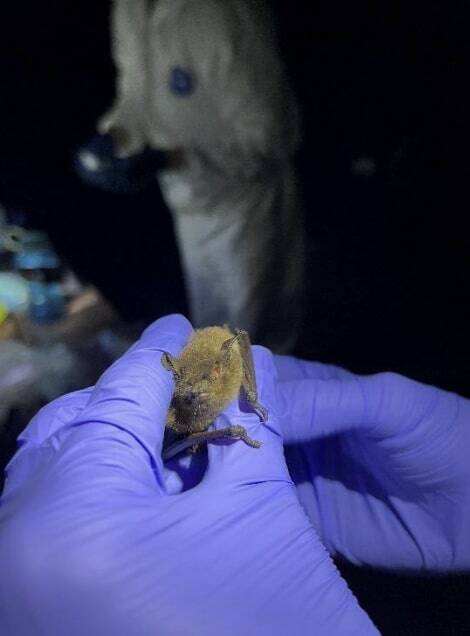 NPS/Claire Crawbuck photo. A Yuma myotis bat is inspected by a USGS biologist.