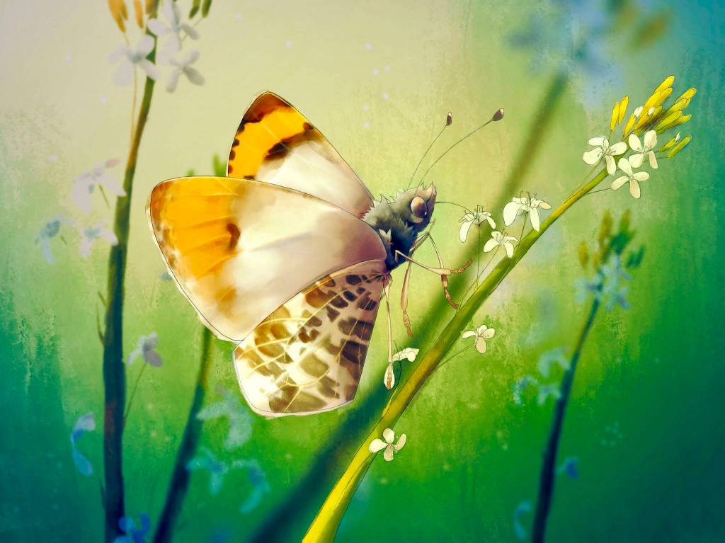 Julia Orangetip Butterfly by Sophie Citro.