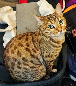 Onyx, the day before her death.