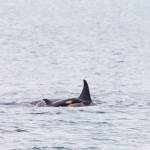 Conner Helms photo.
Stills from a video shot from Edmonds Marina Beach on Dec. 9. It was an incredible pass and truly a magical moment to see the new calf, said photographer Conner Helms. The video can be viewed at https://youtu.be/P1rfm_Cfu7M.