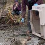 Heather Spaulding/staff photo.
Christina Parker, a veterinarian, and Al Dente as he makes his way down the boat ramp.