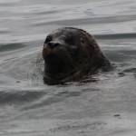 Heather Spaulding/staff photo.
Al Dente pops his head out of the water as he adjusts to his new world.