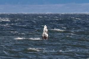 Sarah Geist photo.
Gretchen lifts her pectoral fin while feeding in shallow water near the shoreline near Hidden Beach on Whidbey Island on Dec. 22.
