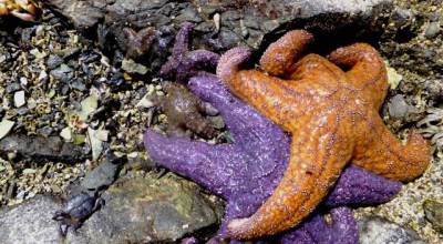 Russel Barsh photo.
Sea stars.