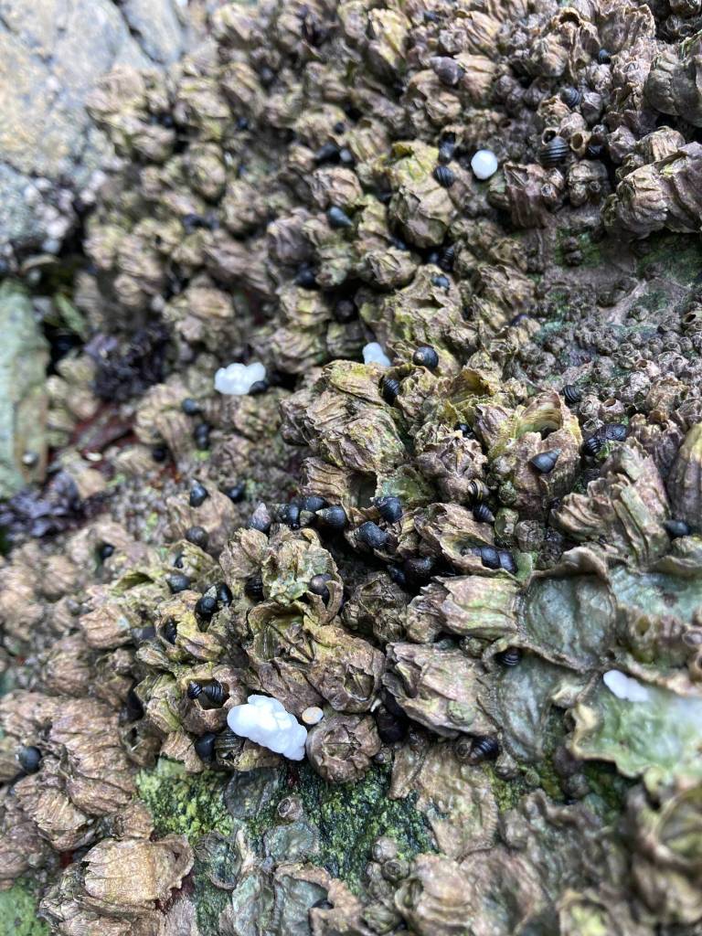 Contributed photo.
Microplastics.