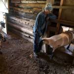 Darrell Kirk photo.
A newly shorn sheep leaving the shearing area.