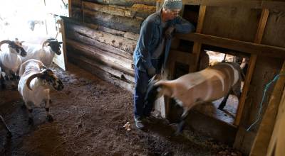 Darrell Kirk photo.
A newly shorn sheep leaving the shearing area.