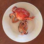 Ali Berlow photo.
Cooked green crab.